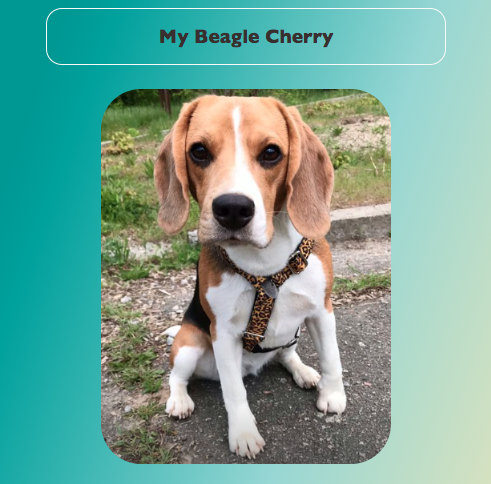 beagle-card